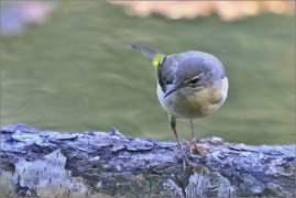 <p>KONIPAS HORSKÝ (Motacilla cinerea) /Grey wagtail - Gebürgsstelze/</p>